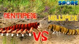 Centipede vs Millipede | Insect Warzone | SPORE
