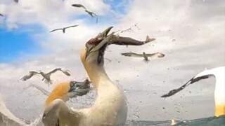 burung laut