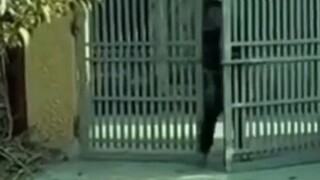 khi bố mẹ bắt đi chúc tết đứa mik ghét nhất kiểu 🤣🤣🤣