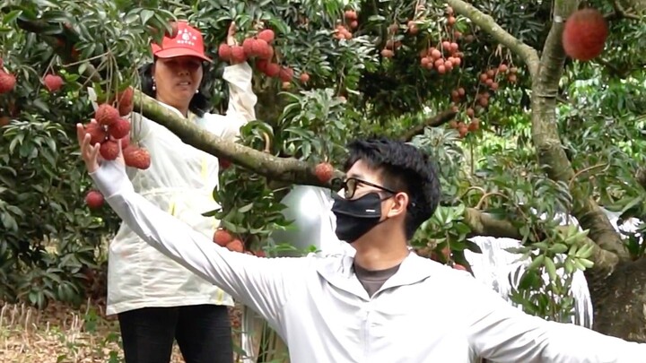 广东的荔枝   每一颗都是果农的独家收藏