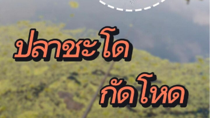 ชะโดกัดโหดๆ กระโดดมากัด