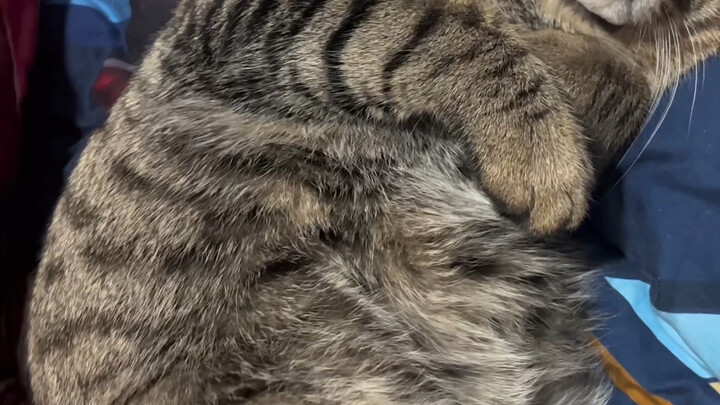 Didn't mix pig feed into the cat food.