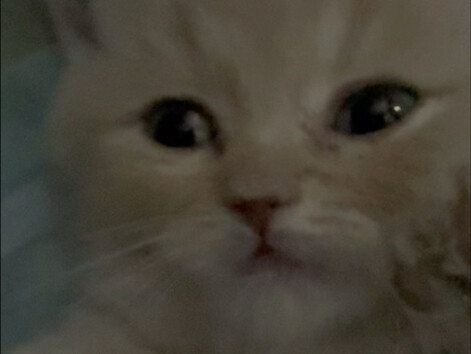 Đây là một con hổ dũng mãnh làm rung chuyển thế giới