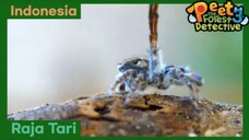 Aku Ingin Menjadi Raja Tari - Peet The Forest Detective 3 (Bahasa Indonesia)
