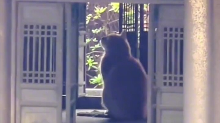 Con mèo con trốn trong mô hình tháp Nhạc Dương để tránh mưa. Thật khó để biết được tòa nhà quá nhỏ h