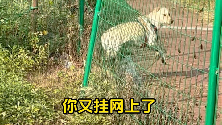 As soon as he turned his head, the sea dog got himself tangled in the net!