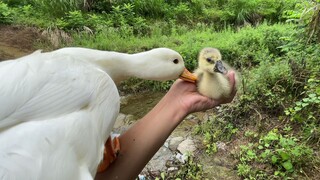 Finding coach duck to teach the little goose how to swim