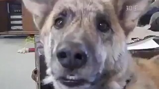 Anjing ini menerima 10.000 poin kerusakan sebenarnya