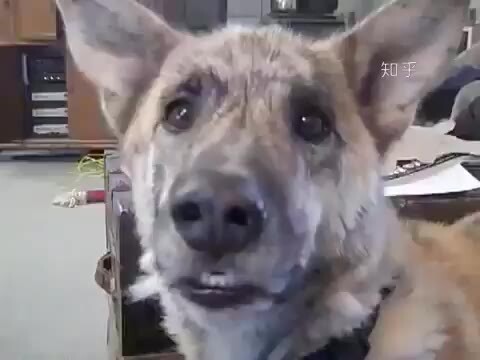此狗受到了一万点真实伤害