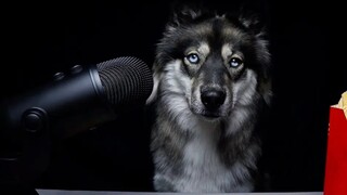 【My Mountain Husky】สุนัขกินเฟรนช์ฟรายส์~ซอสปรุงรสต่างๆของแมคโดนัลด์~~~~