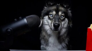 【My Mountain Husky】Dog eating French fries~McDonald's various flavors of sauce~~~~