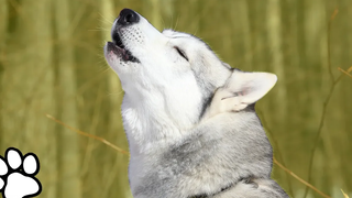 Huskies Singing 🎤 Husky Singing & Talking thatpetlife