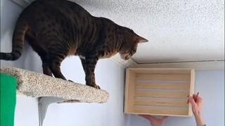 The cat’s happy house has “cat climbing frames” all over the walls. Cat owners, just roll up your ca