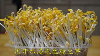 It's amazing—just blanch green beans with boiling water, and they'll sprout in a day, growing straig