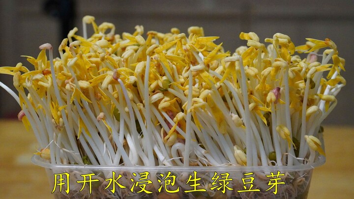 It's amazing—just blanch green beans with boiling water, and they'll sprout in a day, growing straig