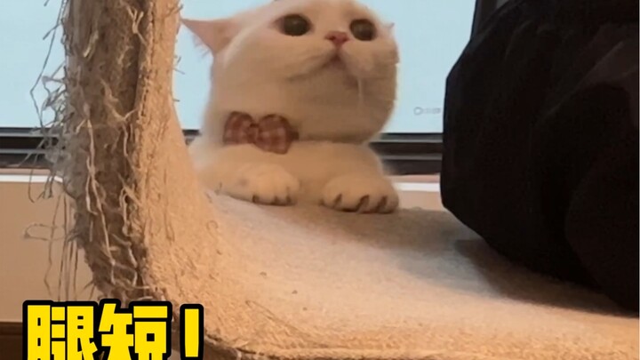 Mọi người đừng lo! Mèo Mèo Hiệp đã đến rồi! Chỉ là gặp chút rắc rối nhỏ thôi!