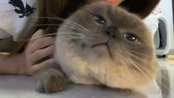 อะไรคือหัวแมว?