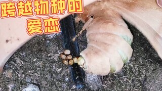 Ngengat hidup bersama laba-laba besar, dan bertelur di bulu kaki laba-laba... Luar biasa!