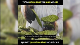 Trồng xương rồng làm món ăn vừa nhàn vừa lãi | LT Review