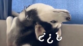 جوائز سلوك الحيوان المربك 140