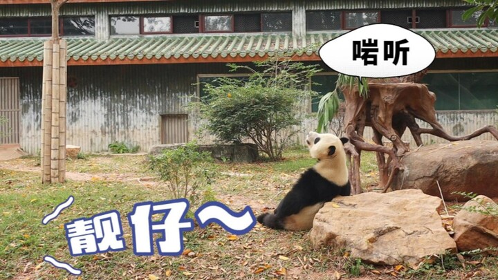 Ngakak! Panda asal Guangzhou memang langsung heboh begitu dengar kata "cowok ganteng"!