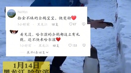 Ngày 14 tháng 1, tại Cáp Nhĩ Tân, Hắc Long Giang, du khách vô tình làm rơi điện thoại, chú chim cánh