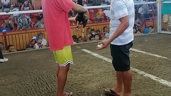 Talisay 10months old amin VS dalusape 2yrs old hindi nag sugat  #BatangCandelaria