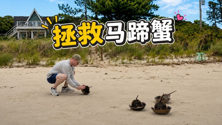Cùng nhau cứu lấy cua móng ngựa nào
