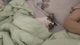[Hewan]Kucing yang Tertidur Lelap