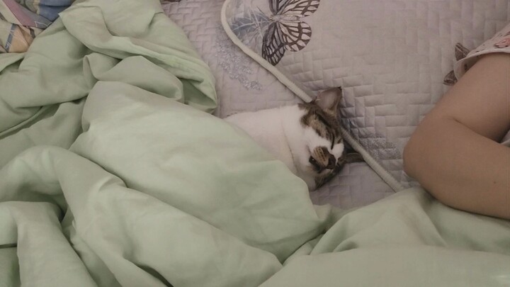 This cat must take its nap under the sheets