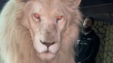 The big lion is very huge and red eyes 👀😧😲😣