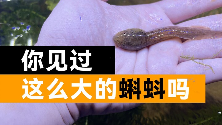 Have you ever seen tadpoles this big? A roundup of creatures that defy your expectations.