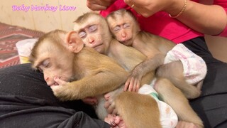 WOW!! So Sweet Mom Cleaning Ear For Lion, Liheang, Sono And Comfort Them Sleep Well