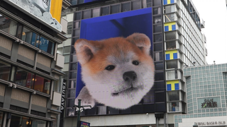 The 3D Akita dog on the streets of Dotonbori, Osaka, Japan is so adorable!