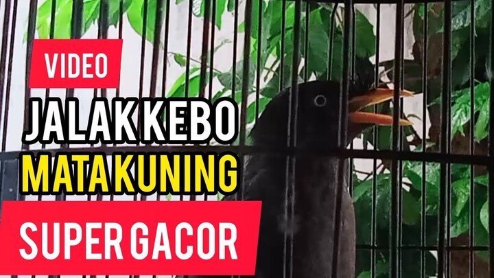 JALAK KEBO MATA KUNING SUPER GACOR
