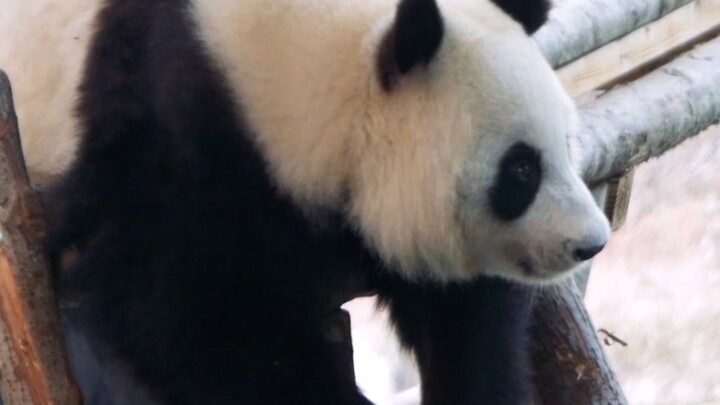 Pikiran panda raksasa: Mendingan kalian ngomong pakai bahasa Sichuan sambil main mahjong aja, atau b