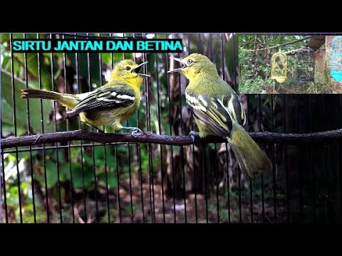 SIRTU BETINA DAN 3 CIPOH JANTAN !!BEGINI SUARANYA