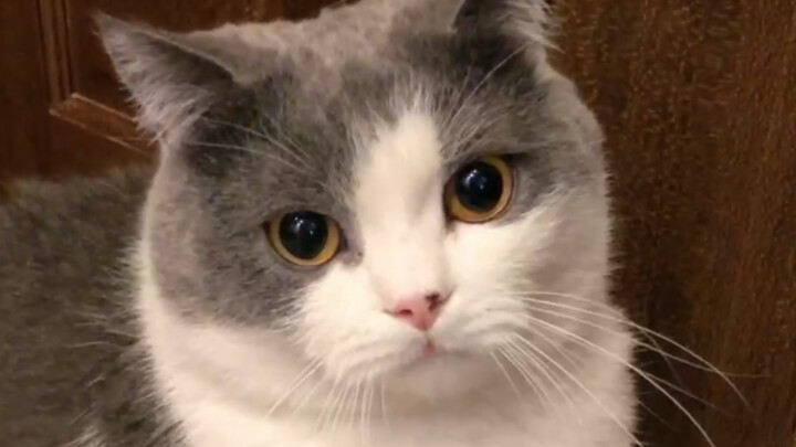 แค่แมวน้อยกระโดดสูงหน่อย ก็ต้องชมยกใหญ่เลยเหรอ?