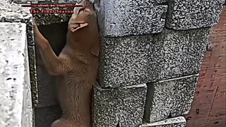 What's outside the wall?