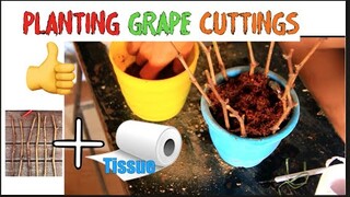 Planting Grapes Cuttings  With TOILET PAPER 🍇 MADE EASY Part 1