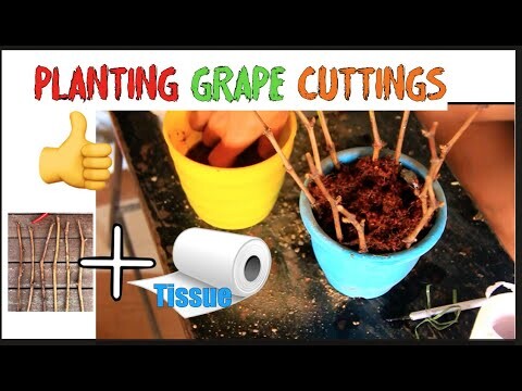 Planting Grapes Cuttings  With TOILET PAPER 🍇 MADE EASY Part 1