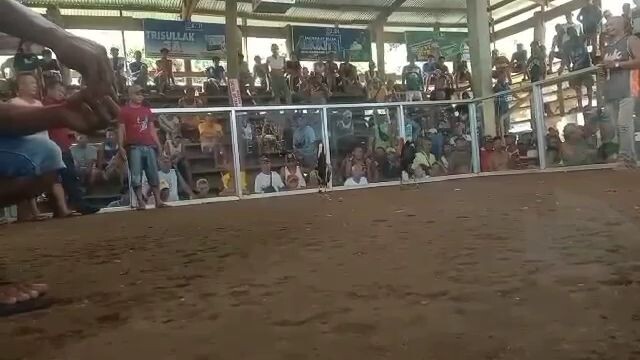 boston sweater x regular grey..