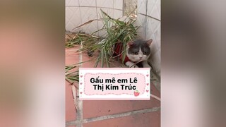 “Gấu nằm gấu nhớ Kim Trúc quá tụi em ơi” cat voiceeffects chiecmeotengau DienMao2022 LearnOnTikTok dcgr mèo