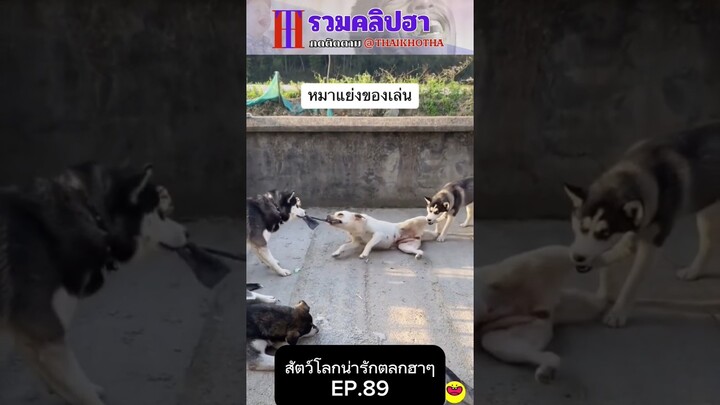 รวมคลิปตลกฮาๆ EP.199 #สัตว์เลี้ยง  #ตลก #shorts #tiktok #funny #สัตว์โลกน่ารัก #แกล้ง #สัตว์ตลก