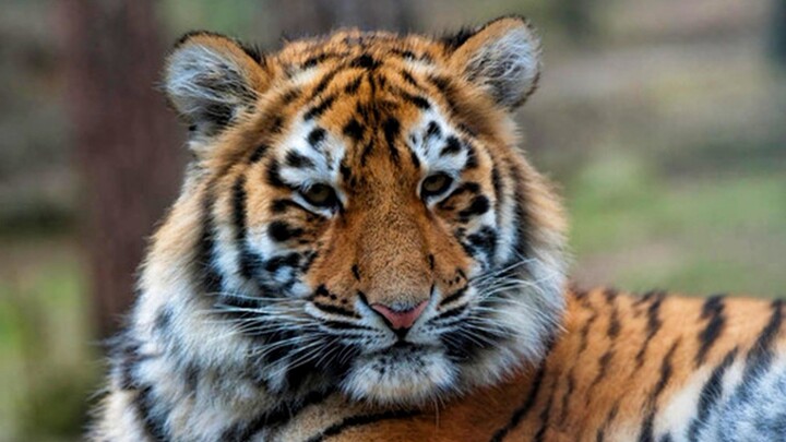 Start petting cats while they’re still little—those tiny fluffballs will grow up to be tiger-sized!