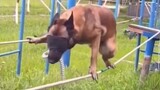Video ini menunjukkan seberapa ketat ujian anjing polisi!