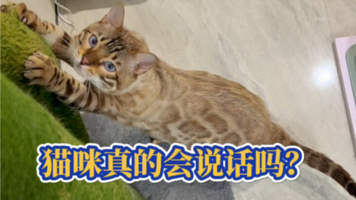Lần này chắc hẳn đã chứng minh được rằng Hachi-jō quả thực biết nói rồi nhỉ~