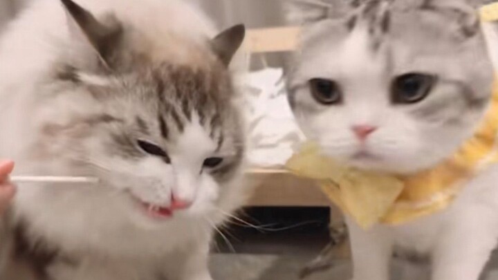 Đòn giả trong trận chiến giữa mấy con mèo, rồi bất ngờ làm hòa ngay sau đó!