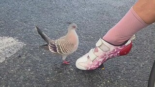 ظن الطائر أنه وجد شريك الروح، فبدأ بالرقص... لكنه تعرض للسخرية بلا رحمة في النهاية.