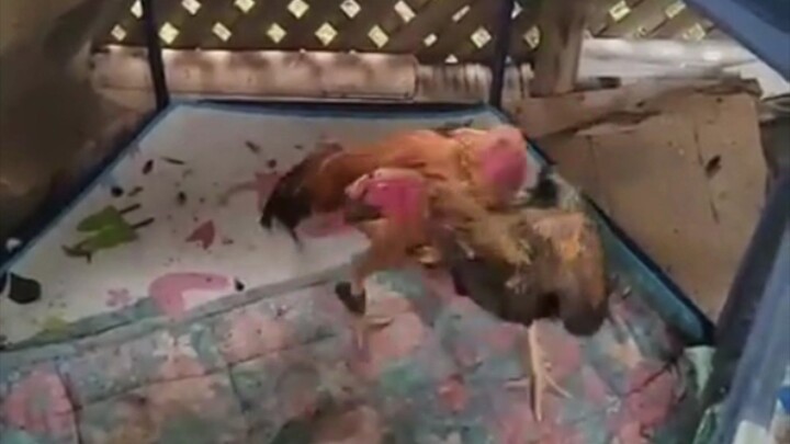 Buliks and Ranger Gold  long dance